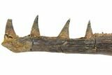 Cretaceous Crocodilian Jaw Section - Hell Creek Formation #144139-2